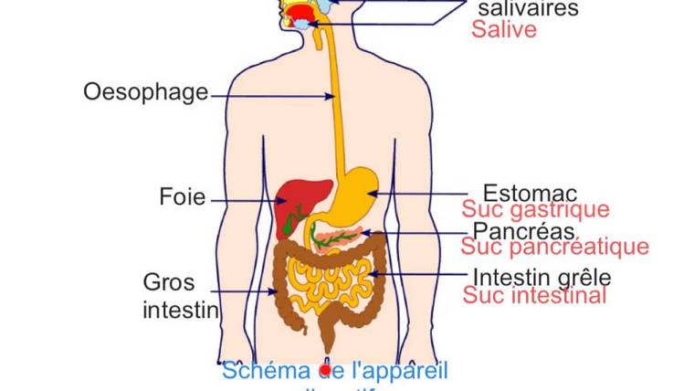 diagramma del processo dell'apparato digerente