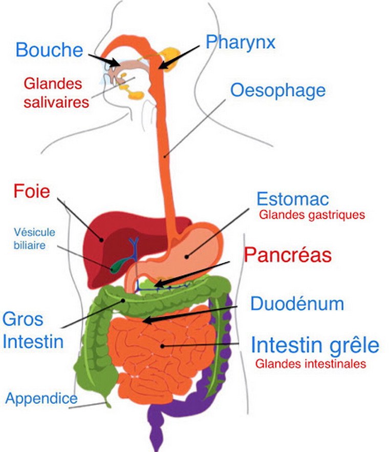 消化器系図画像