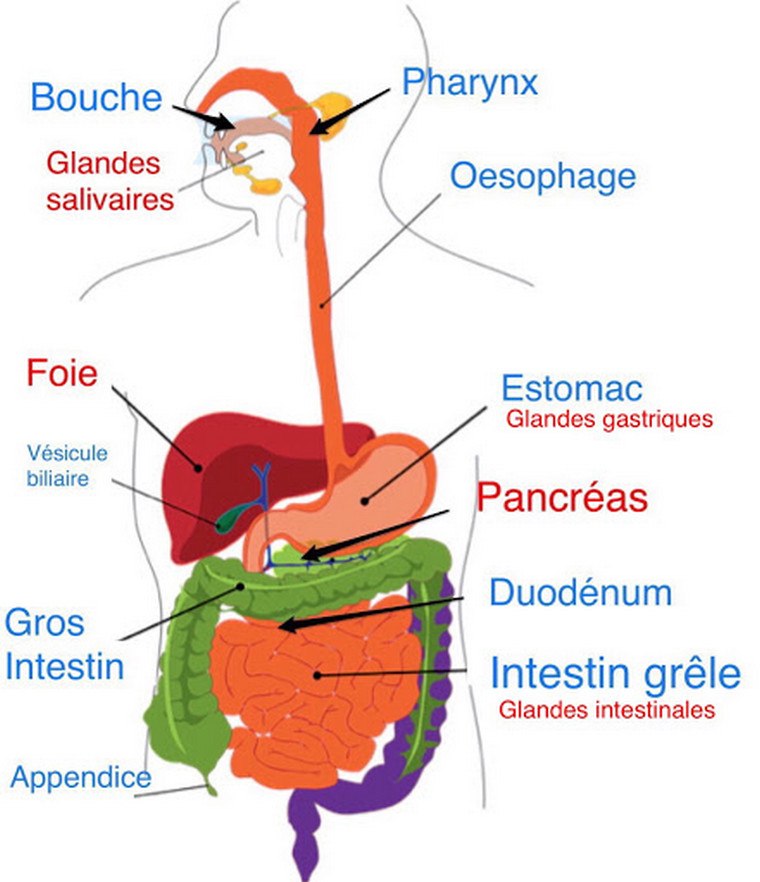 virškinimo sistemos diagrama