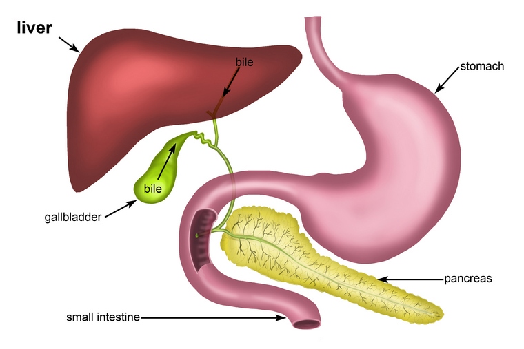 organi dell'apparato digerente dello stomaco