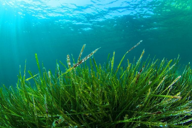 leiskite spirulinos dumbliams išdžiūti