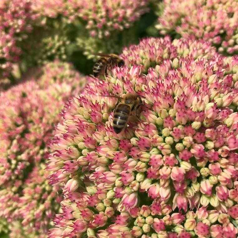 accogliere fiori api bombi