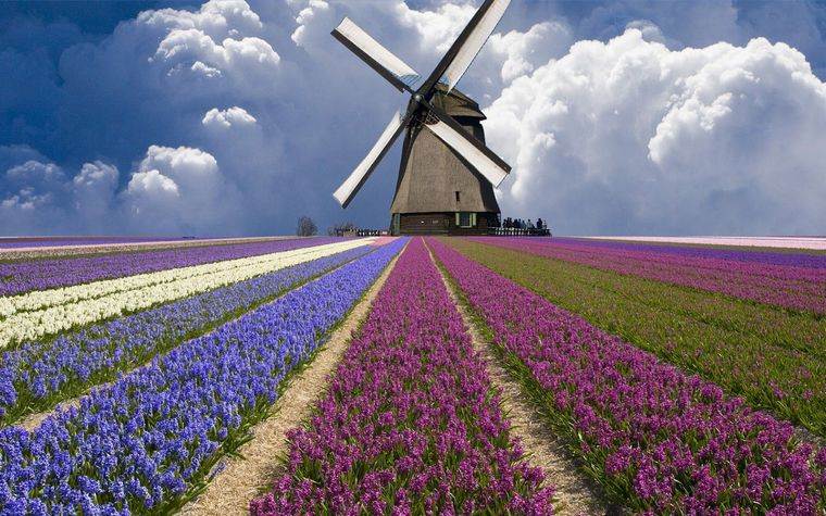 Paesi Bassi, paese dei fiori