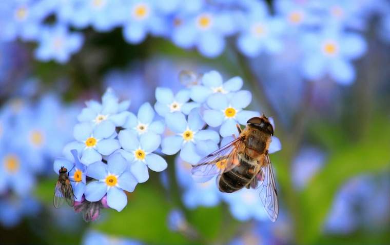 piantare fiori locali per portare le api