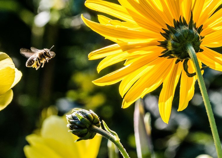 i fiori locali accolgono le api nei Paesi Bassi