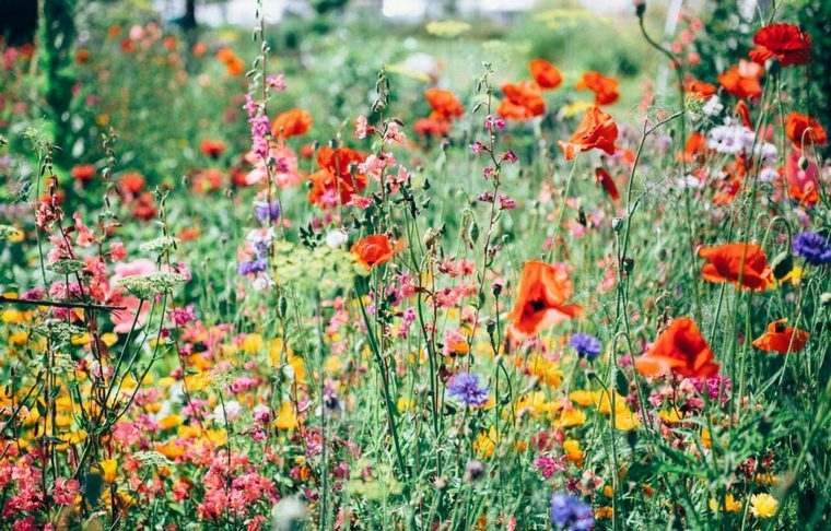 scommetti sui fiori di miele dei Paesi Bassi locali