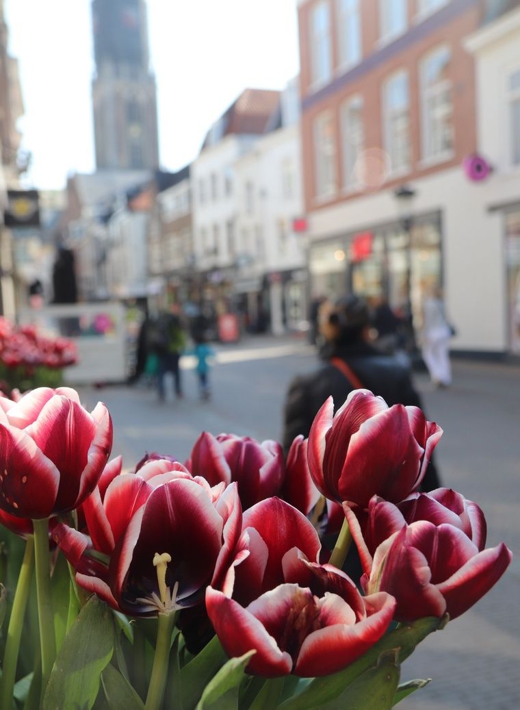 tulipani altri fiori Amsterdam invitano le api a tornare
