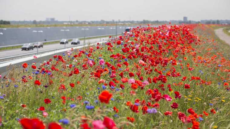 autostrada fiorita Paesi Bassi