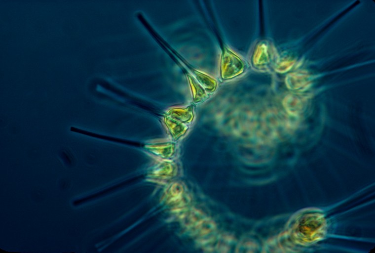 snažan fitoplankton superhrane