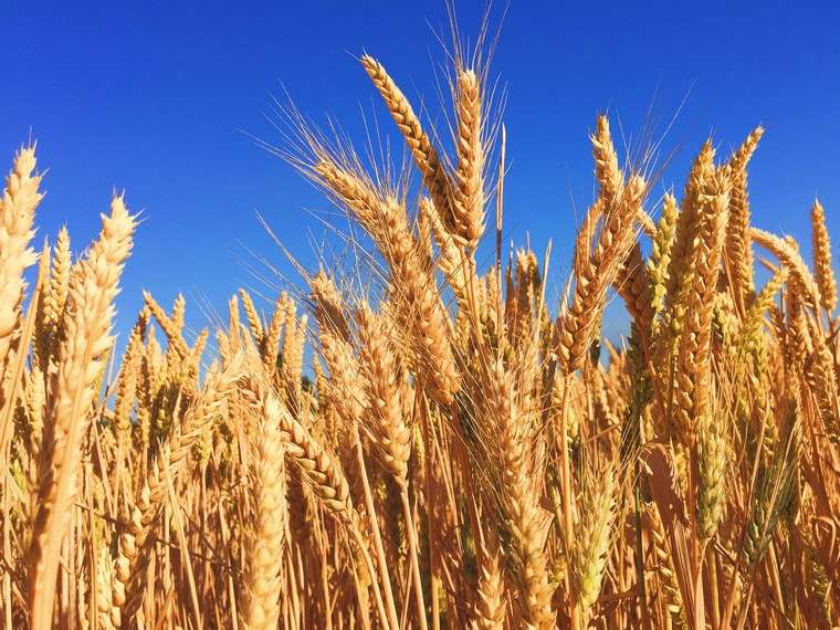 superhrana mladi izdanci pšenice i ječma