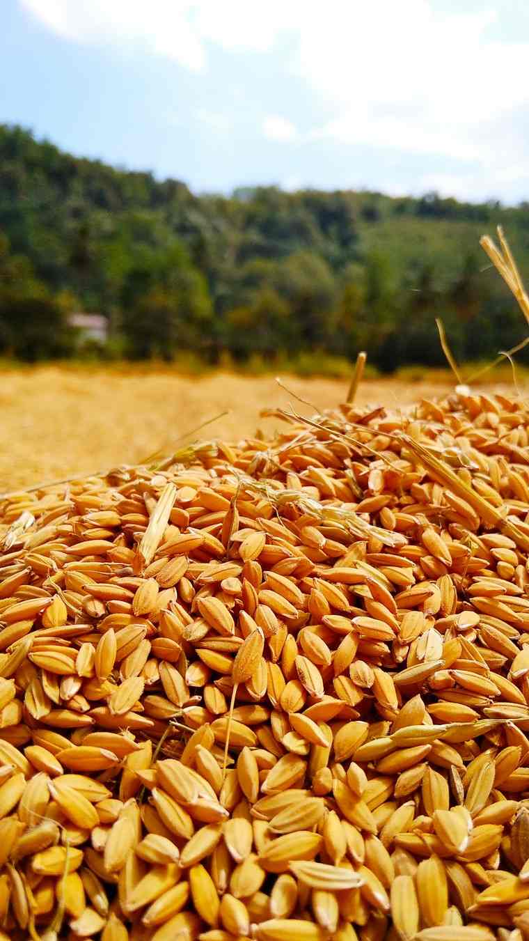 zdravstvena korist pšenice superhrana