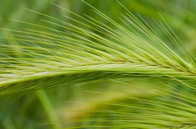 pšenica za jačanje imuniteta