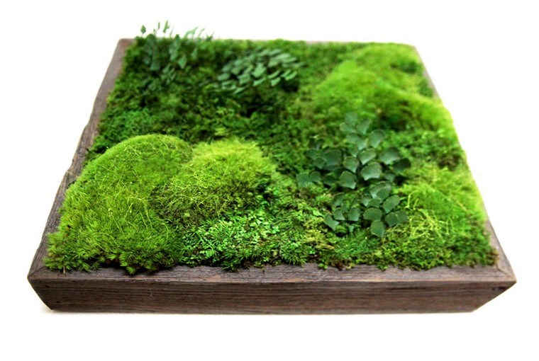 苔-デコ-壁-植物-テーブル-植物