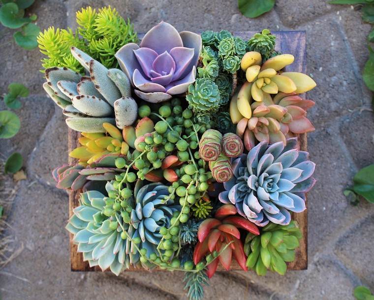 デコ植物トレンディなアイデア植物テーブル