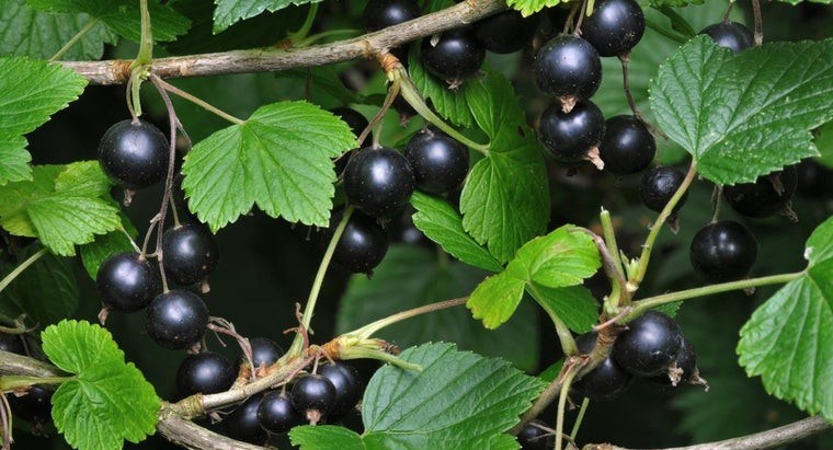 ribes nero vitamina C salute benessere dieta equilibrata