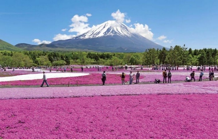 Virágos japán utazási covid