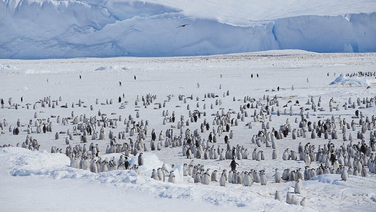 covidが旅行する南極大陸